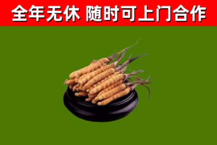 通州区烟酒回收冬虫夏草.jpg